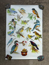 Load image into Gallery viewer, Vintage 80s Smokey Bear Birds Poster (19x28)

