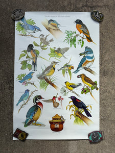 Vintage 80s Smokey Bear Birds Poster (19x28)