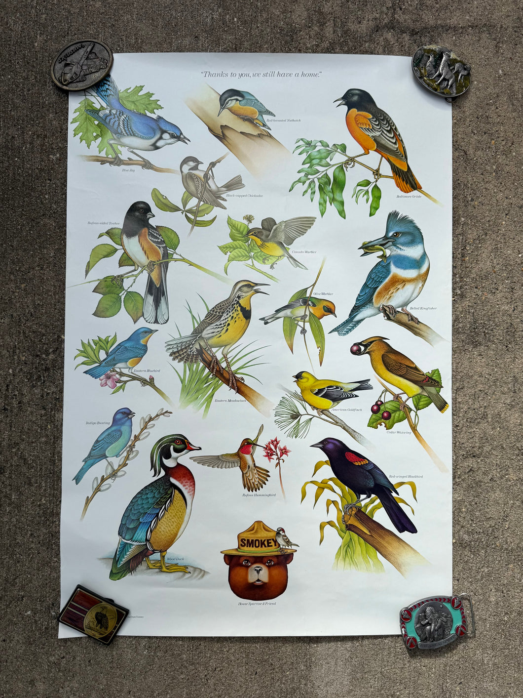 Vintage 80s Smokey Bear Birds Poster (19x28)