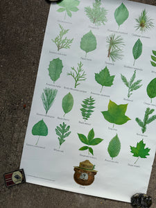 Vintage 80s Smokey Bear Leaves Poster (19x28.5)
