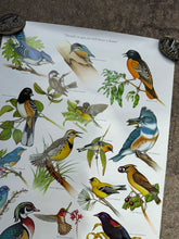 Load image into Gallery viewer, Vintage 80s Smokey Bear Birds Poster (19x28)

